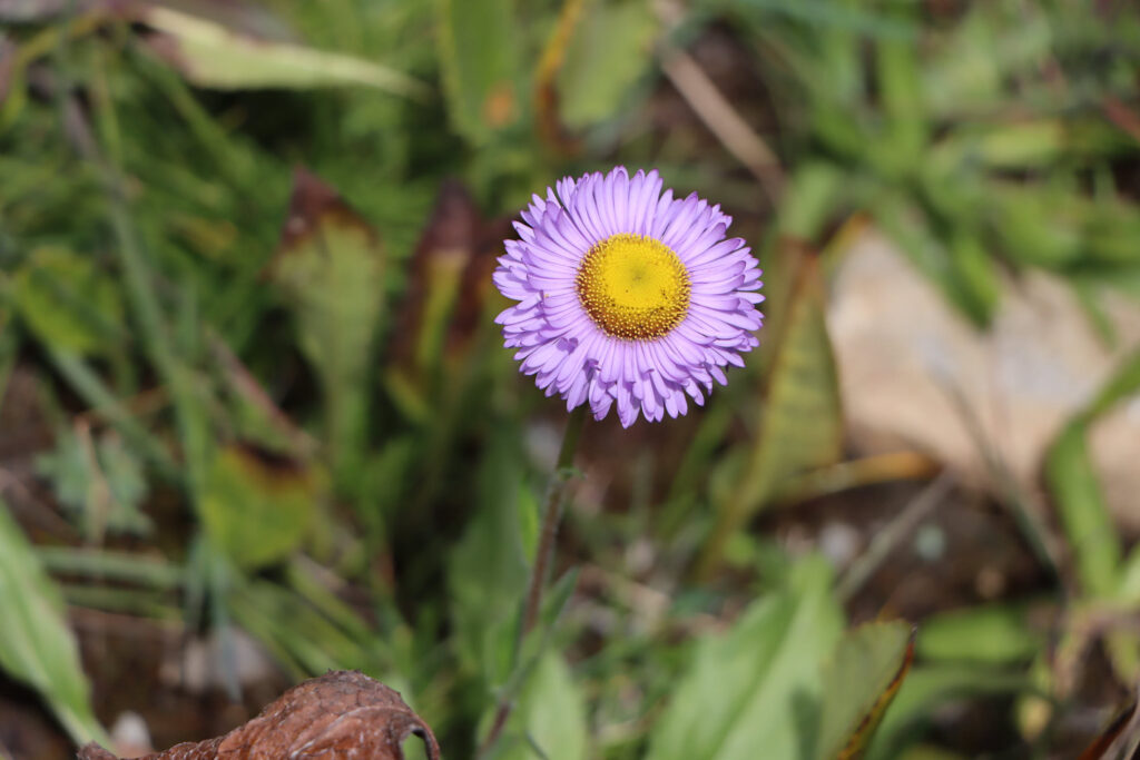 Community development project in the Indian Himalayas