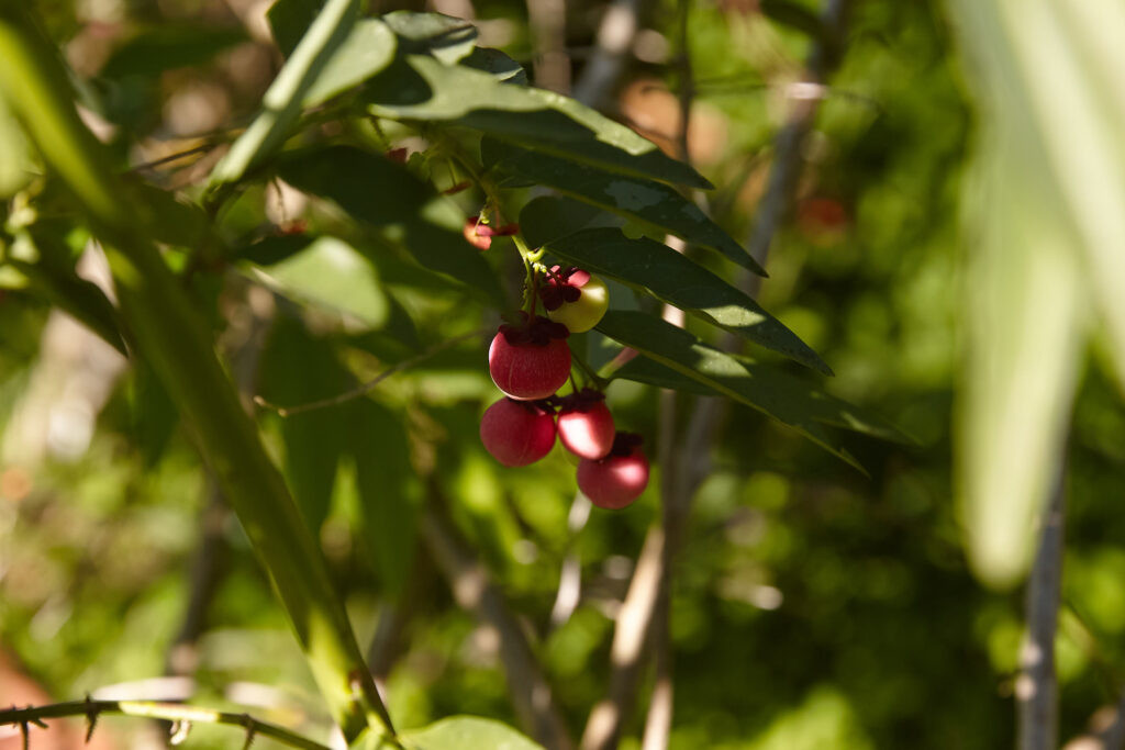 Tropical organic farm in Pavones, Costa Rica