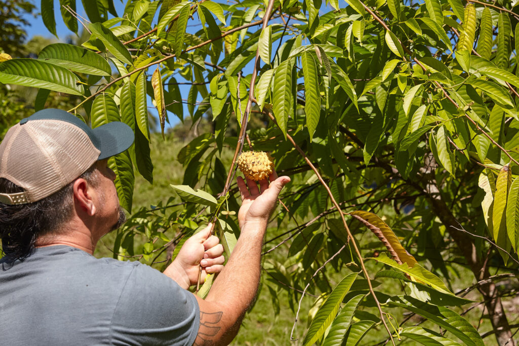 Fruit trees in the food forest, Pavones, Costa Rica
