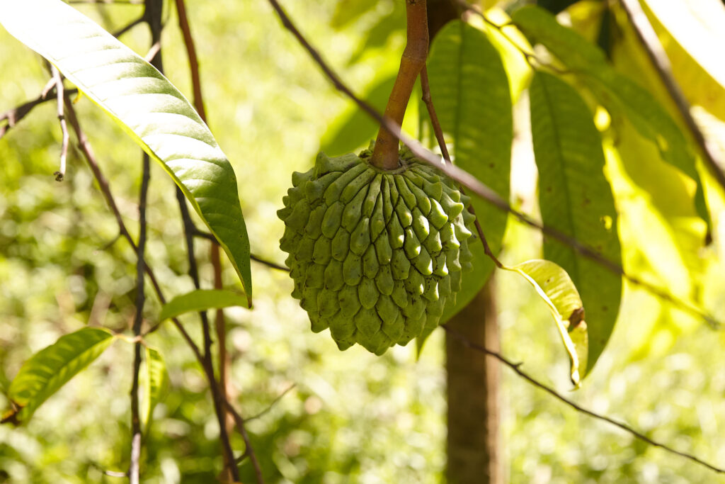 Food forest canopy on a Costa Rica farm