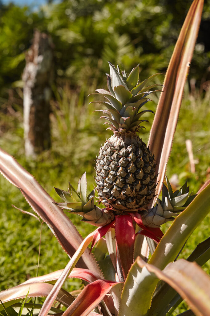 Tropical fruit tree in Costa Rica food forest