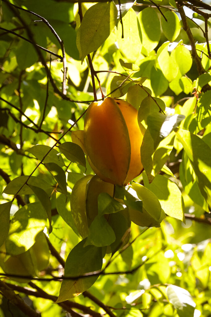 Vertical view of tropical plants in Costa Rica food forest