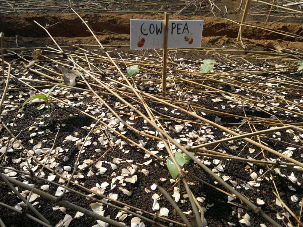 Organic garden experiment at Samata, Goa
