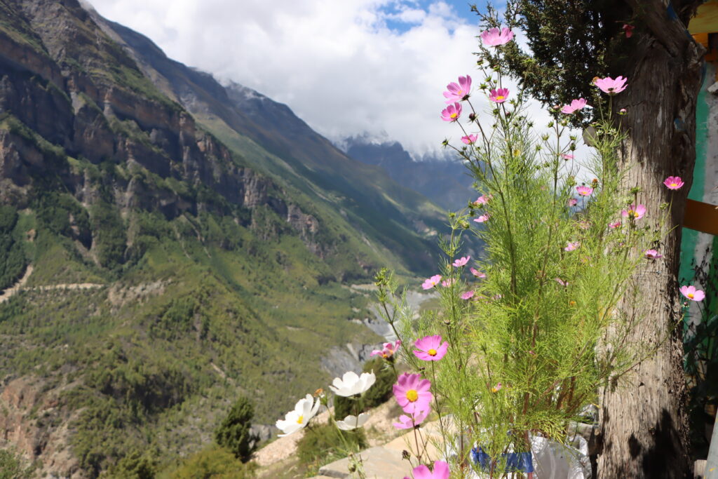Herbal plant cultivation in the Indian Himalayas