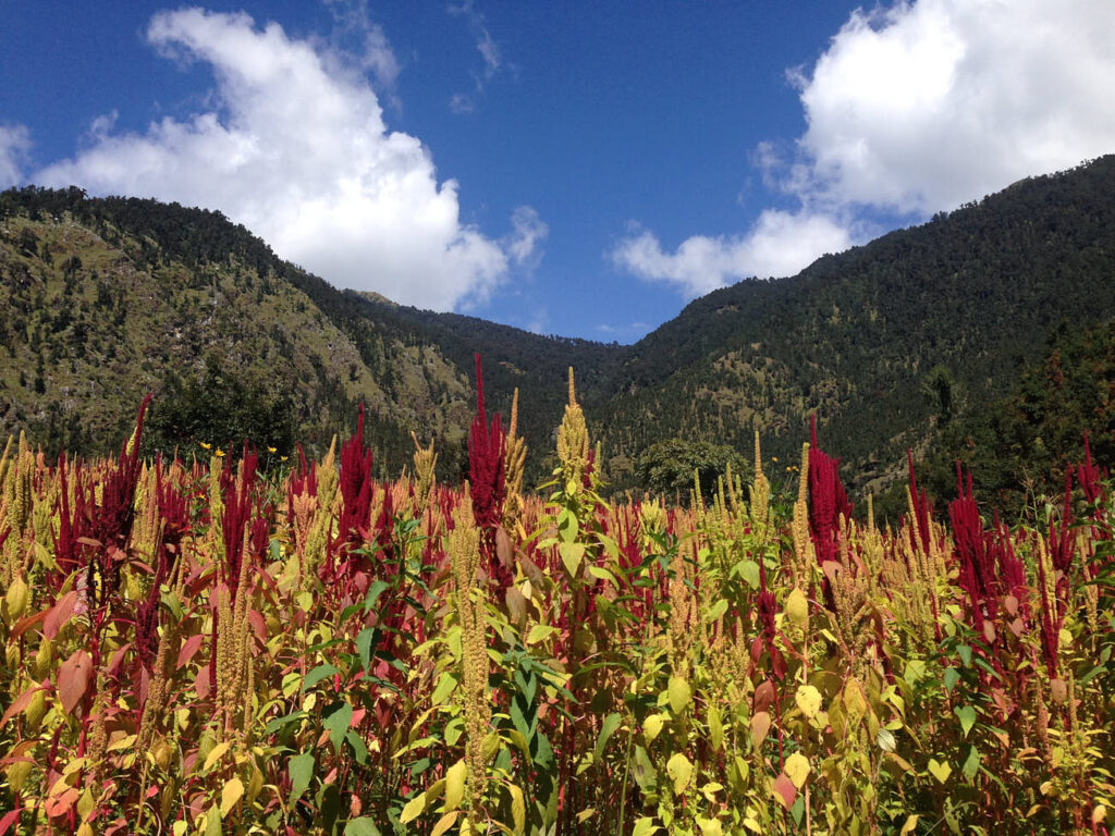 Outdoor communal space at Samata retreat, India