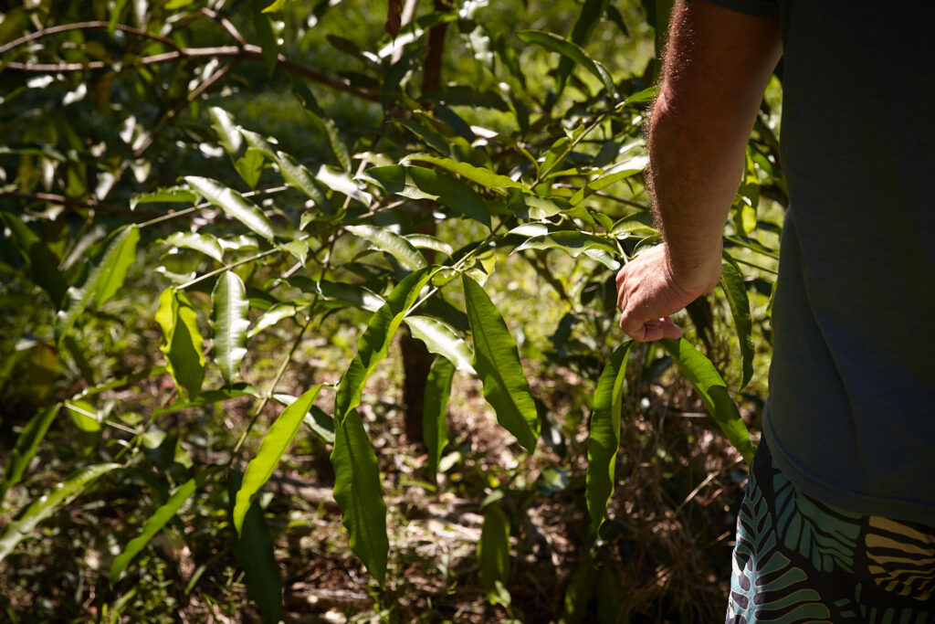 Understory plants in a Costa Rica food forest