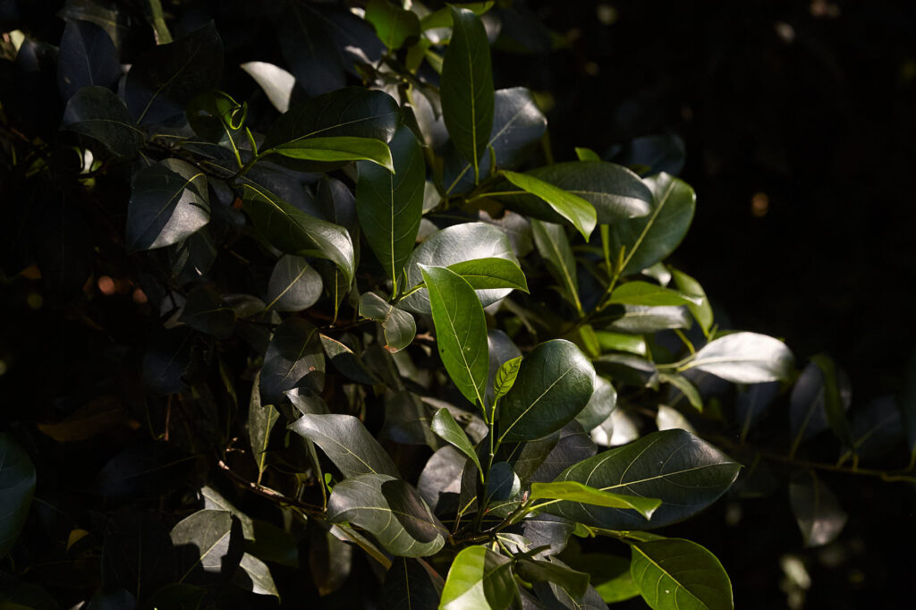 Sustainable farming in a Costa Rica food forest