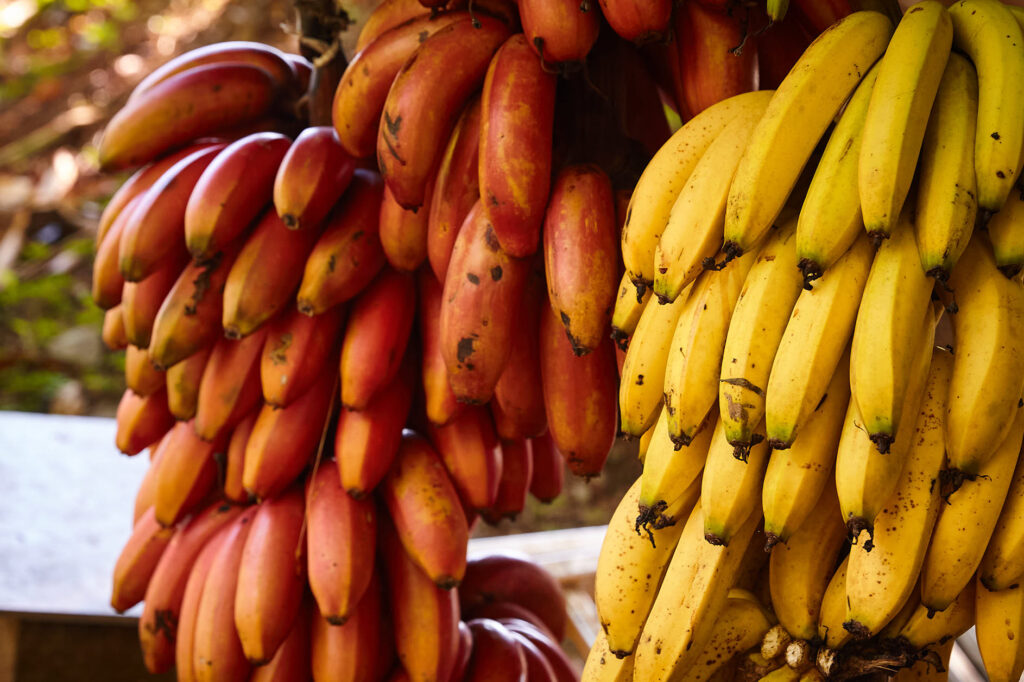 Walking path through Costa Rica food forest
