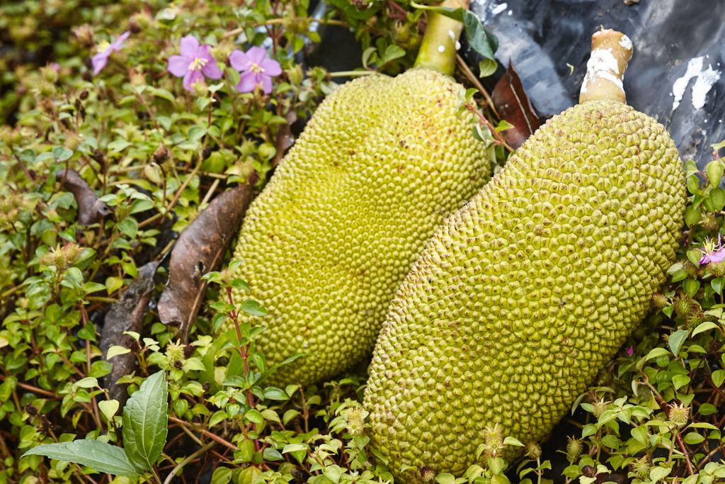 Plant diversity in a Costa Rica food forest