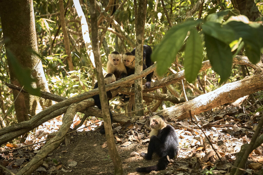 Wild monkeys in the Costa Rica jungle