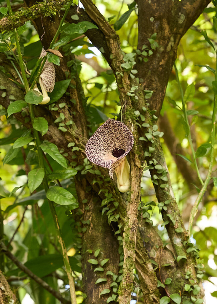 Wave at a Costa Rica surf break