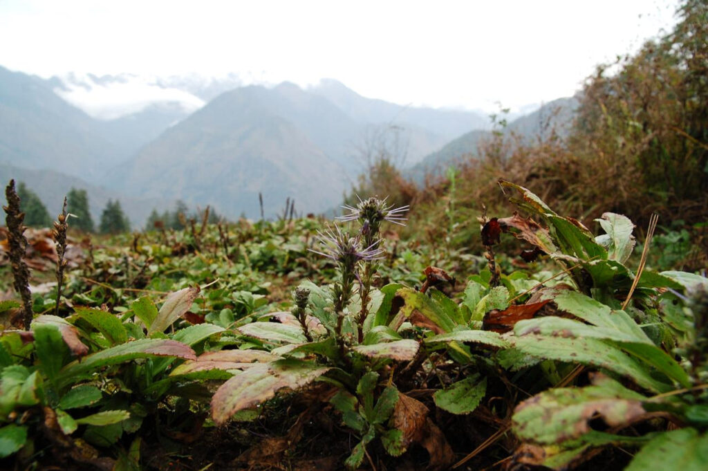 Himalayan charity plant project, Dunagiri Foundation
