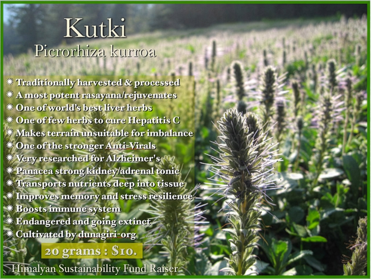 Himalayan medicinal plants, Dunagiri Foundation