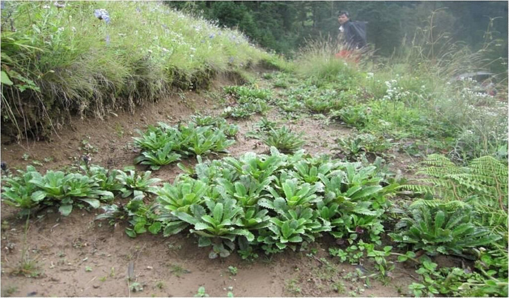 Dunagiri Foundation project in India