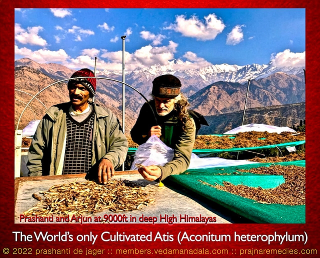 Rare plant species in the Indian Himalayas