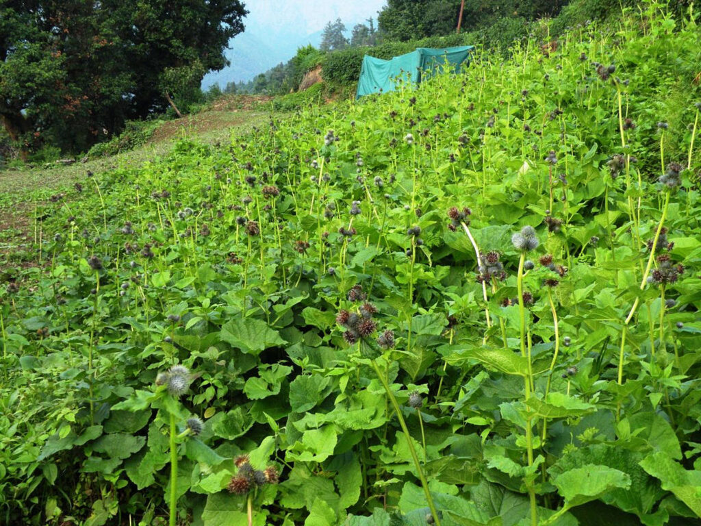 Himalayan research project, Dunagiri Foundation