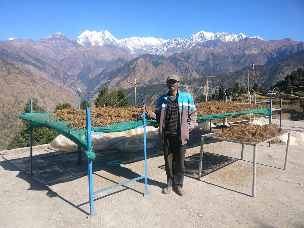 Endangered herb species in the Himalayas, India