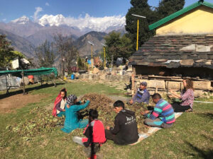Plant harvest at a Dunagiri Foundation site, India