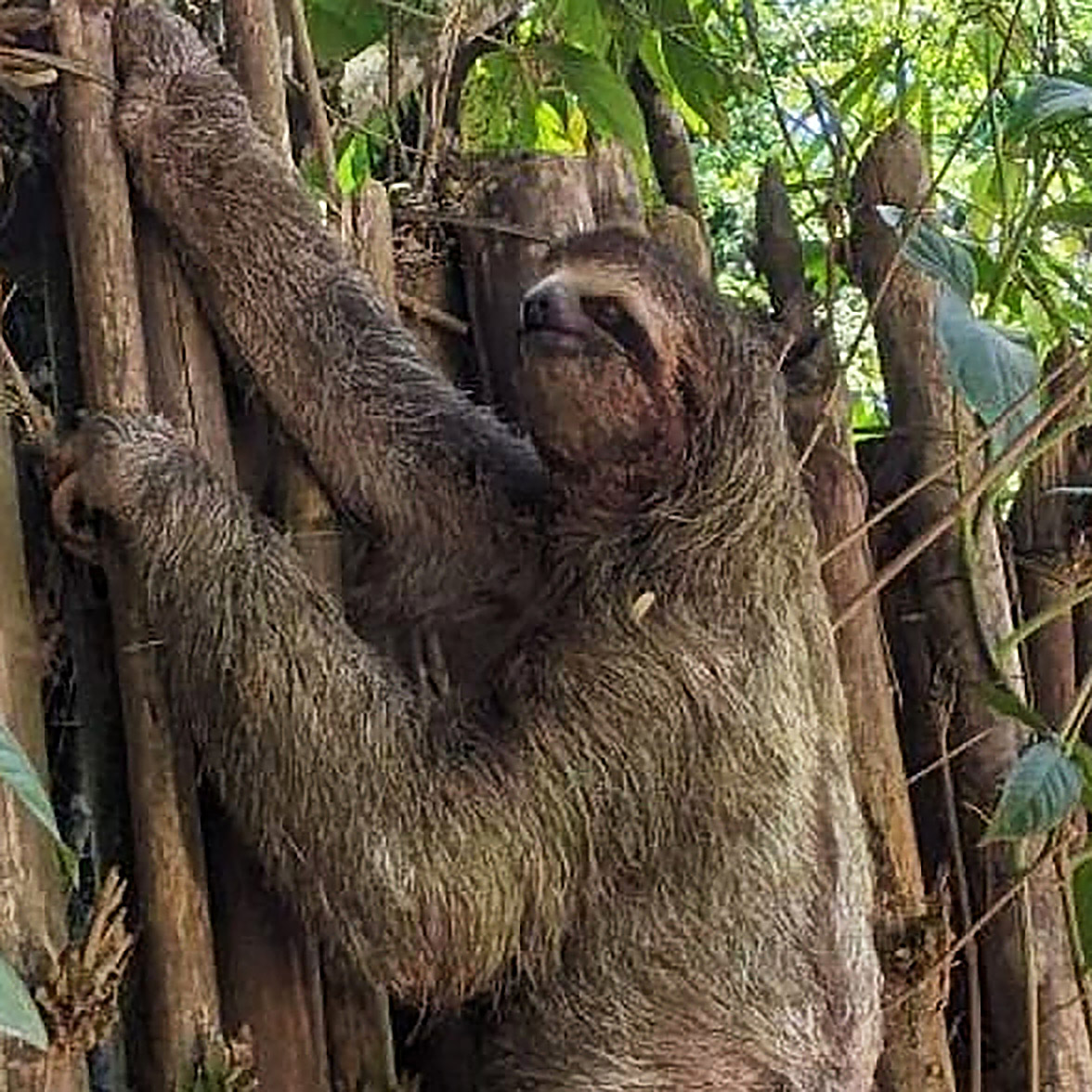 Expat community lifestyle in Costa Rica