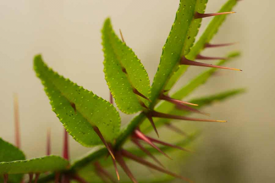 Tejpat plant cultivation in the Himalayas